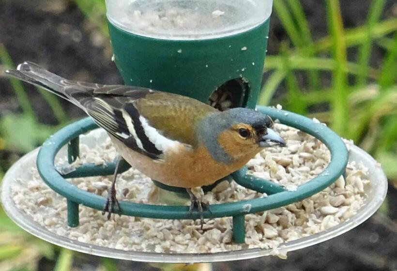 צימר Quiet Woman House