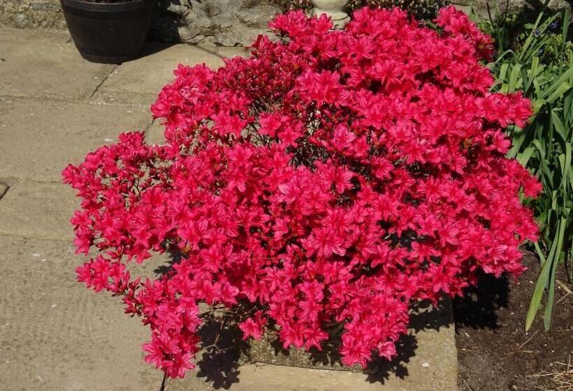 צימר Quiet Woman House