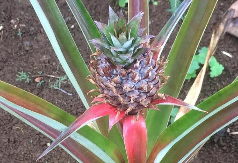 Hilo Bay Oceanfront Bed And Breakfast