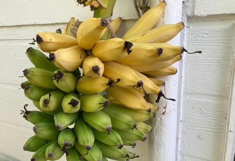 Hilo Bay Oceanfront Bed And Breakfast