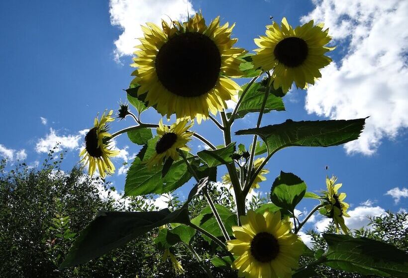 مبيت وإفطار Blue Gentian Lodge At Magic Mountain