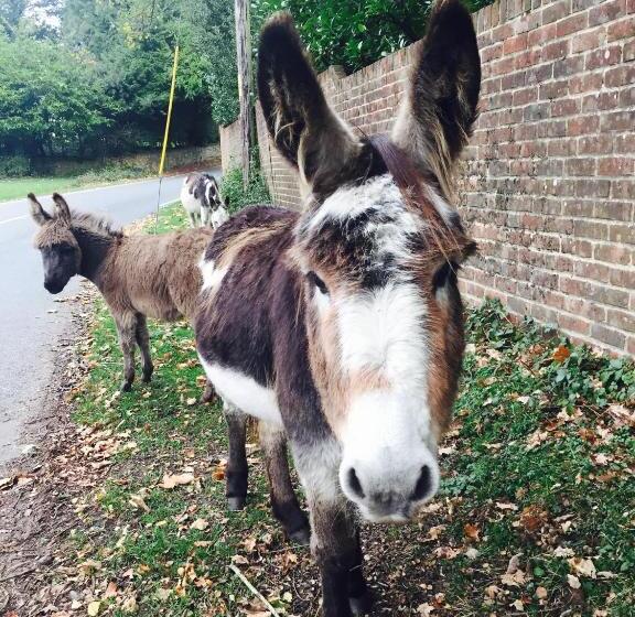 住宿加早餐 The New Forest Inn