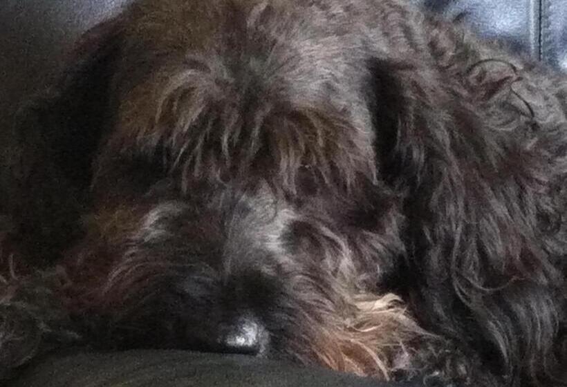 צימר Vine Cottage