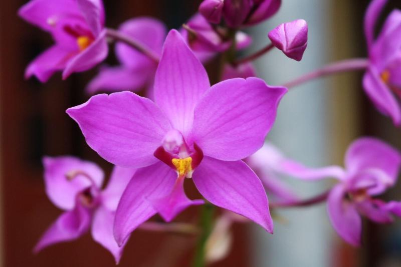 هاستل Hang Múa Lotus Homestay