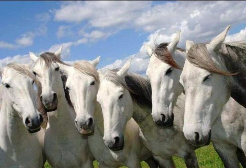 פנסיון Mazet Du Maréchal Ferrant