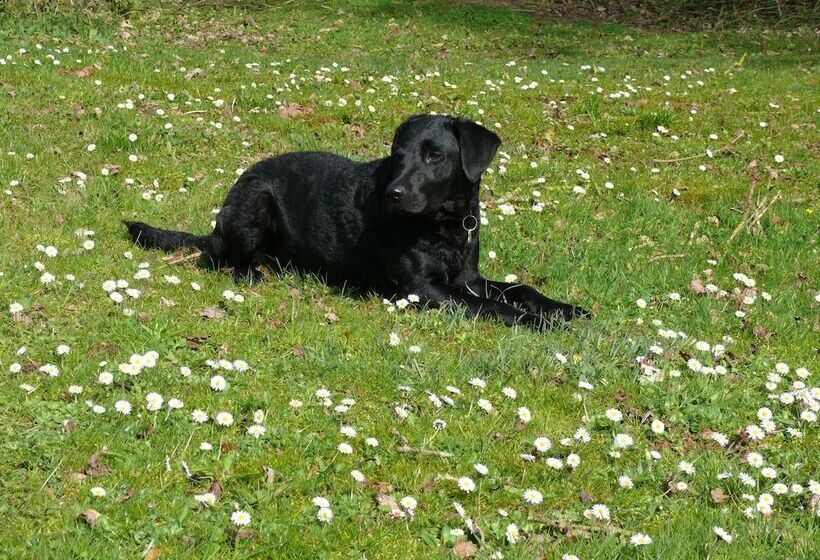 The Larches Ledbury Bed And Breakfast