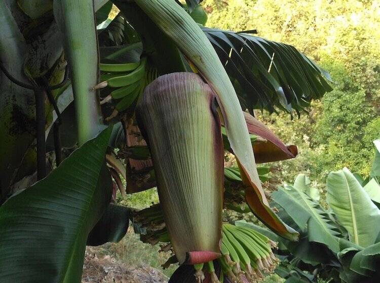 هاستل Zeytinada Pansiyon Ve Gozleme