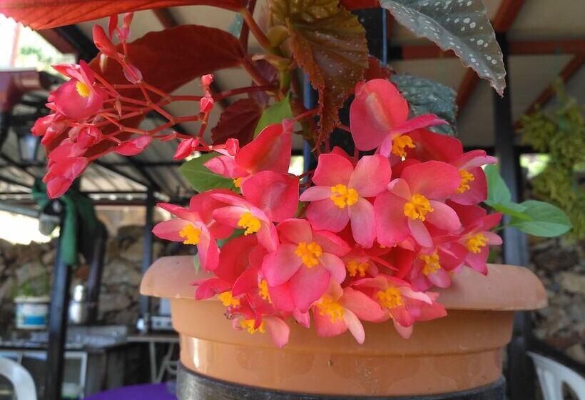 هاستل Zeytinada Pansiyon Ve Gozleme