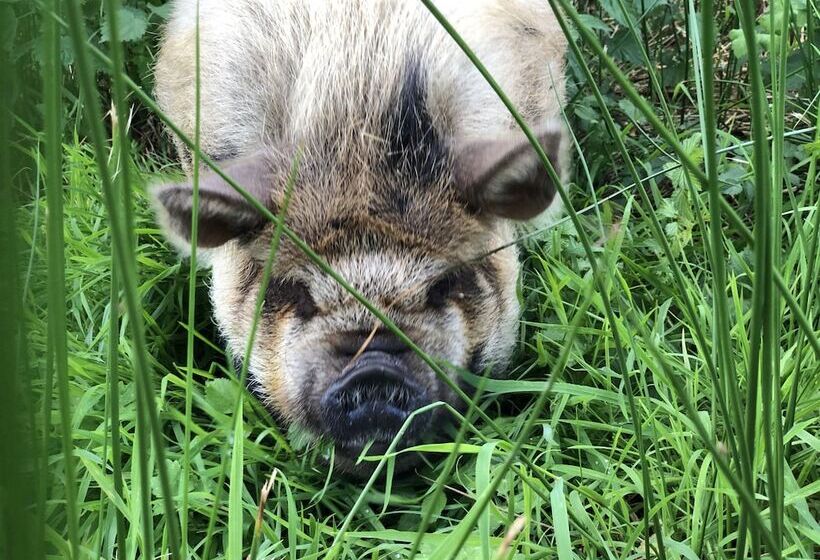 مبيت وإفطار Llangwyryfon Country Breaks