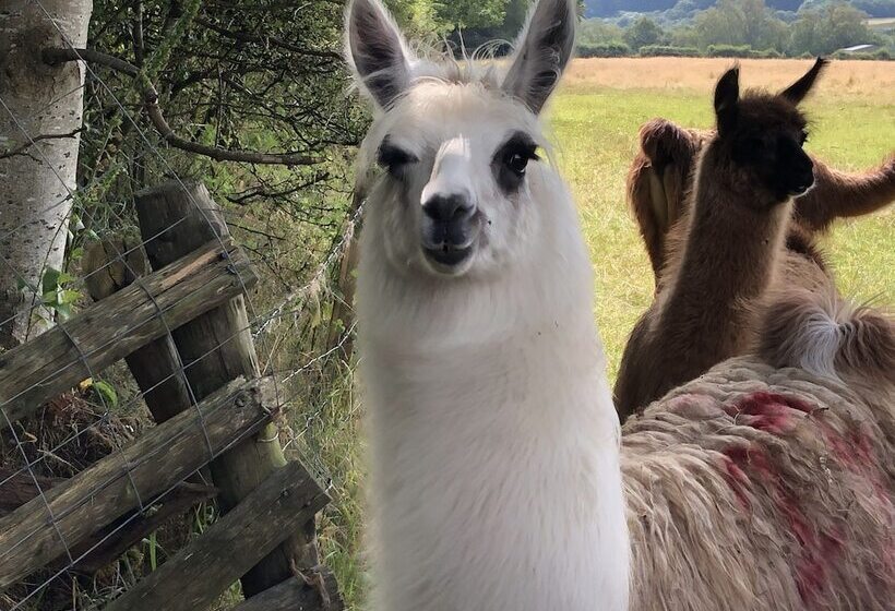 مبيت وإفطار Llangwyryfon Country Breaks