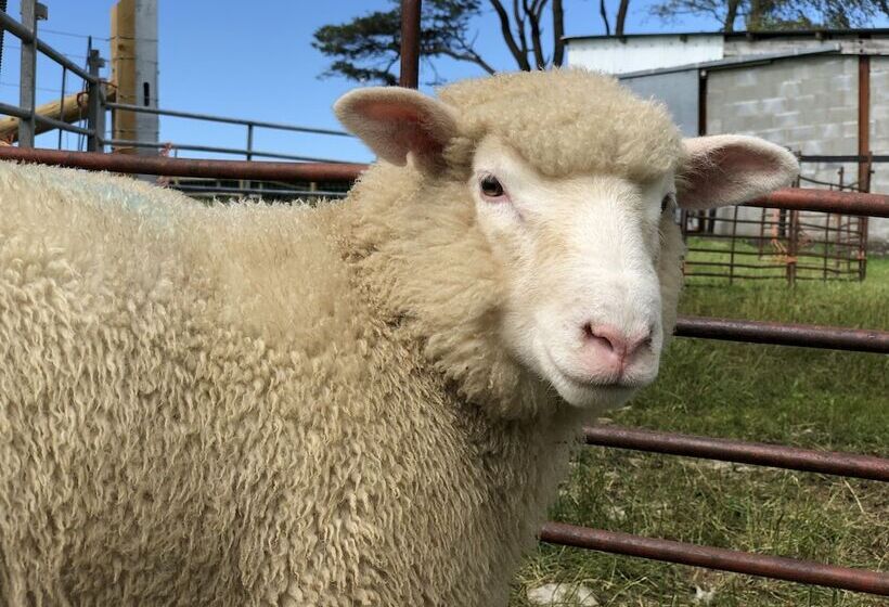 مبيت وإفطار Llangwyryfon Country Breaks