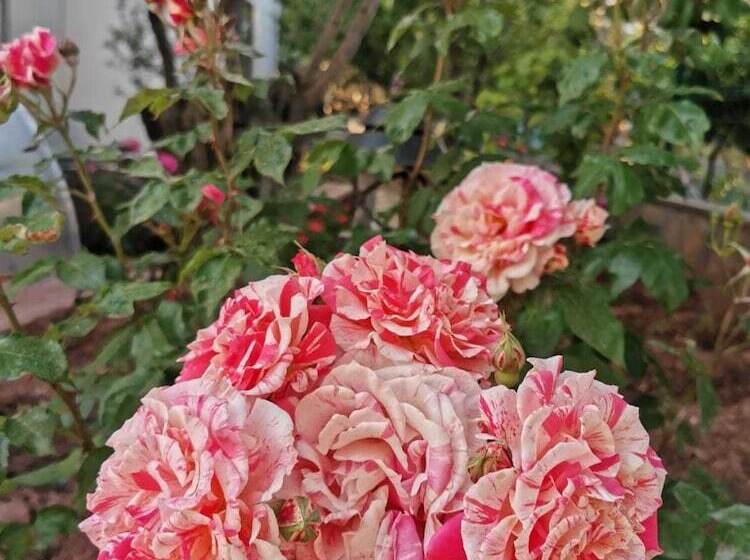 פונדק Assos Livza Butik & Apart Otel