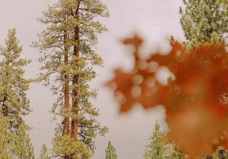 酒店 Colorado Lodge