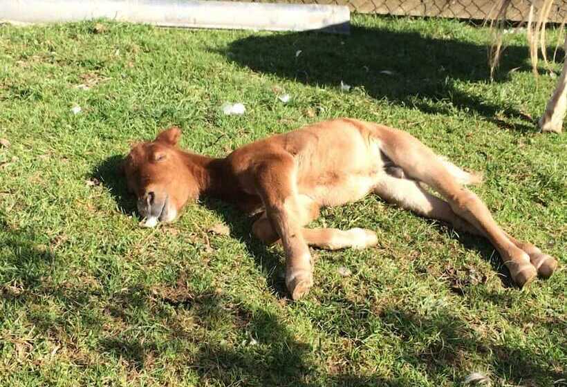 فندق Yourte Mongole