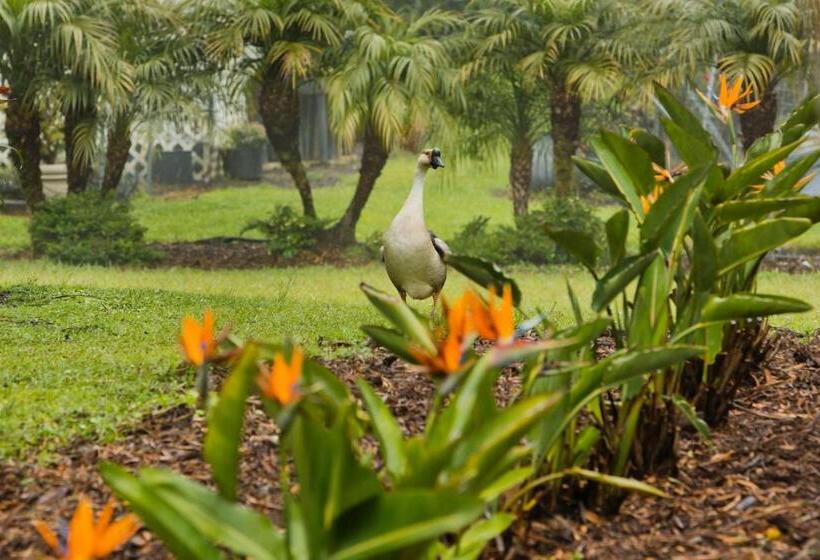 ベッドアンドブレックファースト Aloha Junction Guest House   5 Min From Hawaii Volcanoes National Park