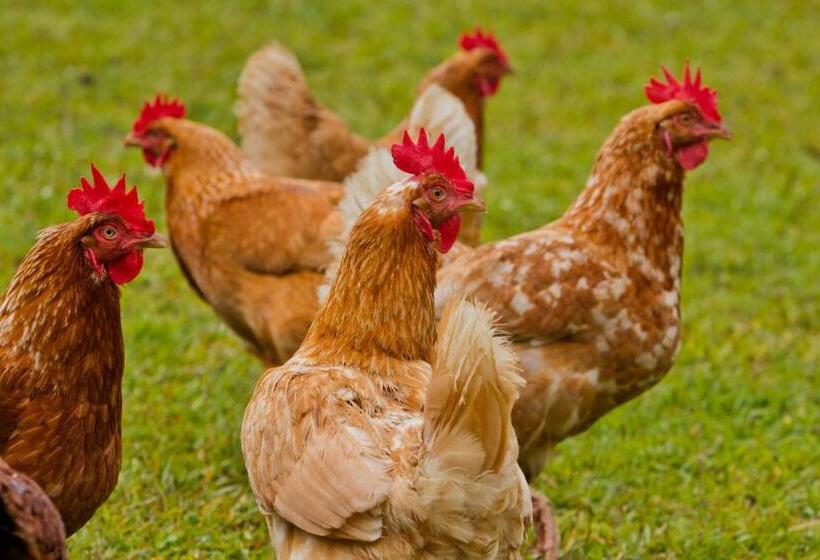 ベッドアンドブレックファースト Aloha Junction Guest House   5 Min From Hawaii Volcanoes National Park