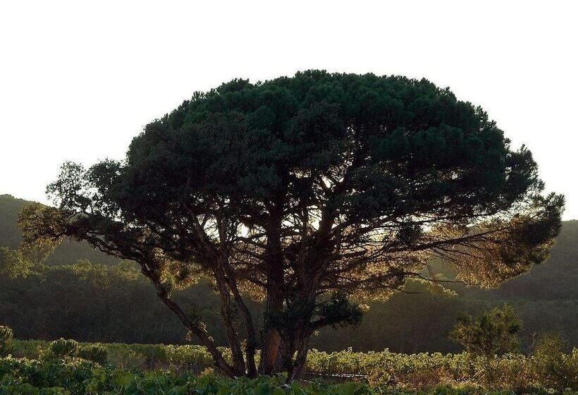 צימר Chateau Maravenne