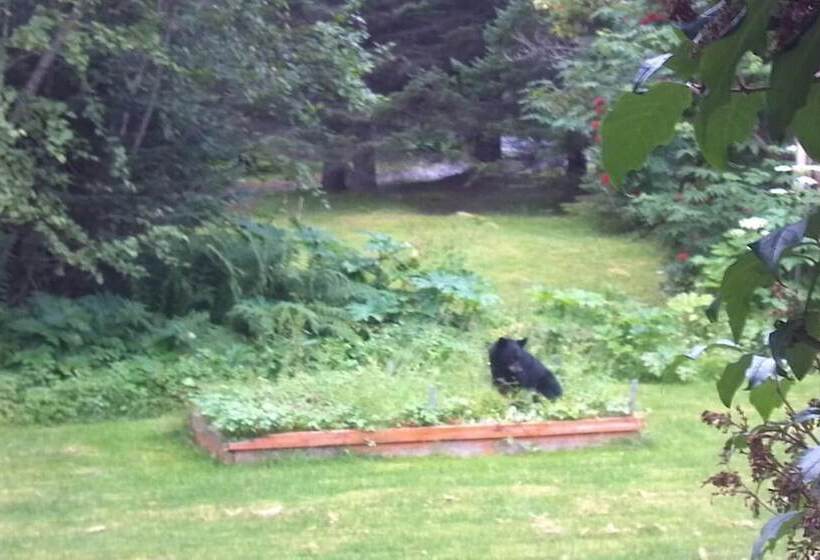 فندق فئة نجمة واحدة Alaska Dreamin  Lodging