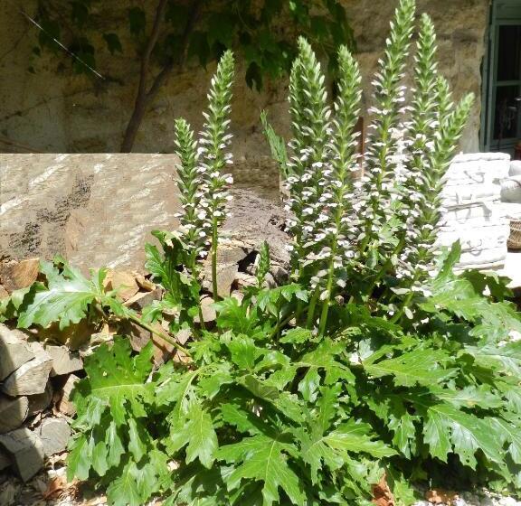 住宿加早餐  Les Acanthes