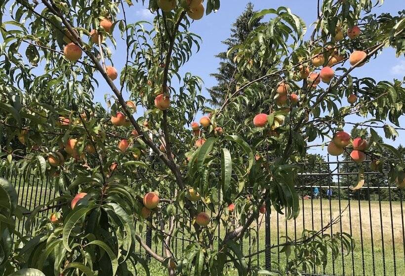 استراحتگاه Eastover Estate & Eco Village