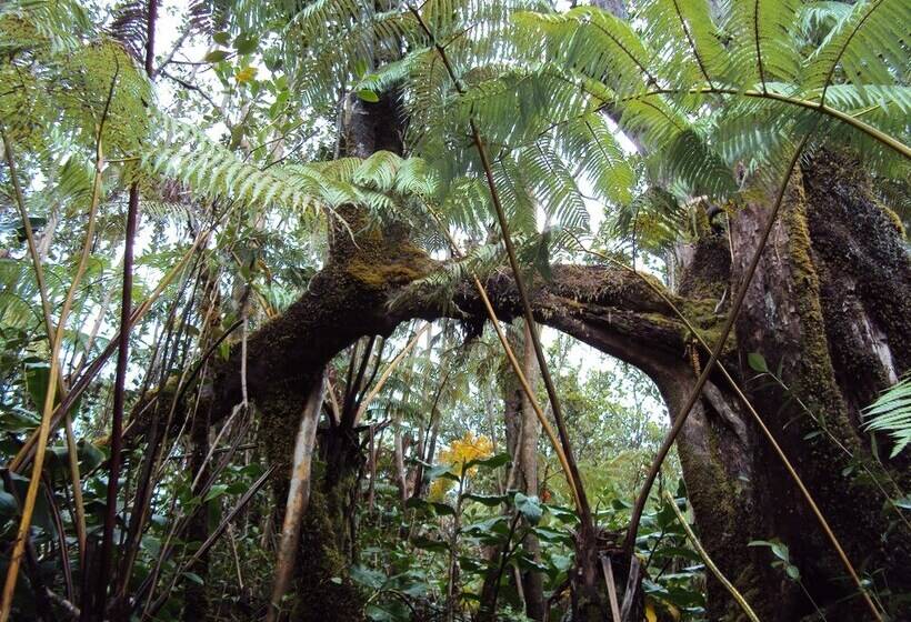 Volcano Rainforest Lodge