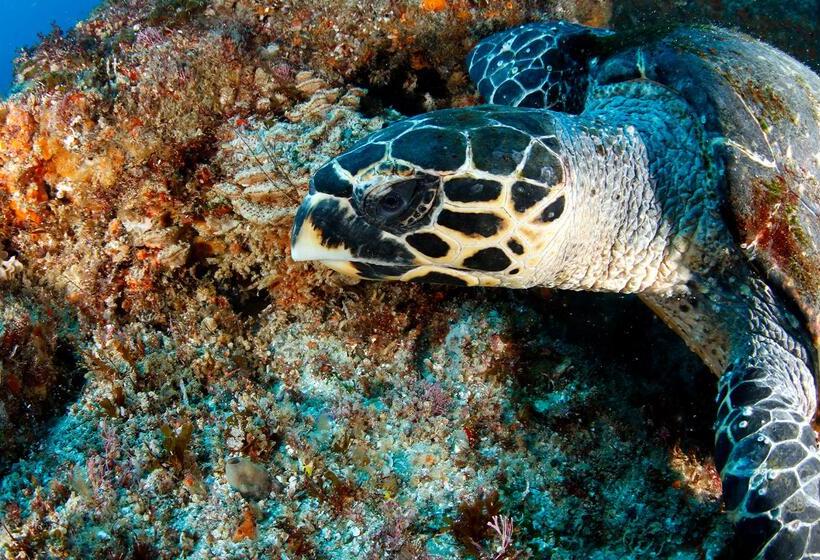 בית מלון כפרי Blue Marlin All Inclusive Seascape By Dream Resorts