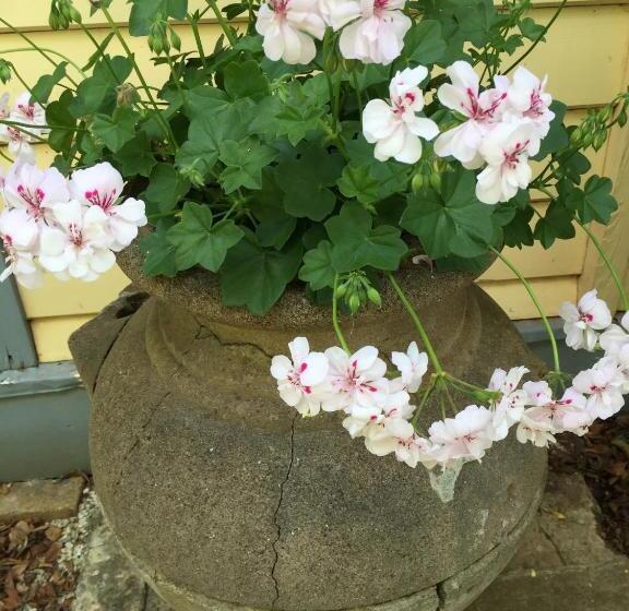 بنسيون Kurrara Historic Guest House