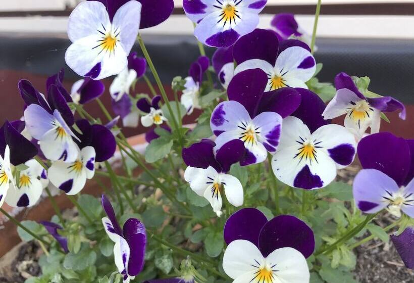 بنسيون Kurrara Historic Guest House