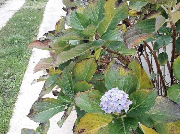 Backpackers Hostel Fonte Da Telha