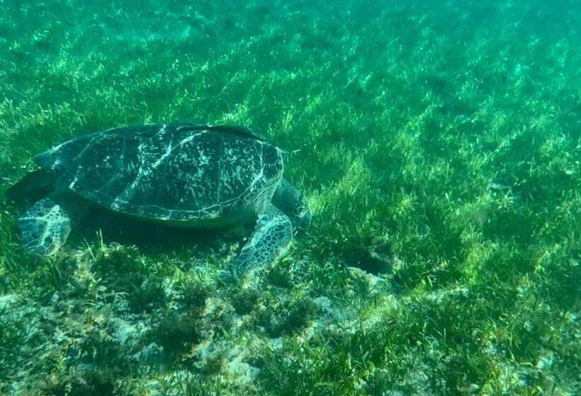 酒店 Alibaba Bungalows