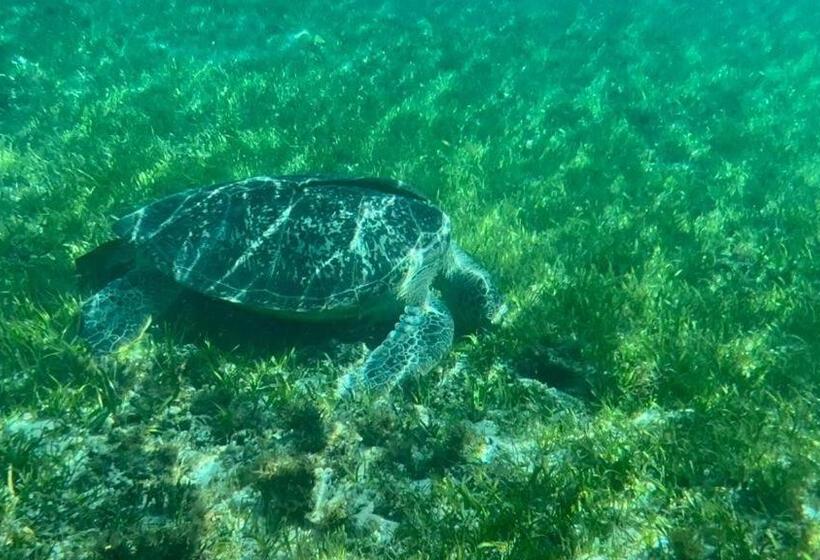 酒店 Alibaba Bungalows