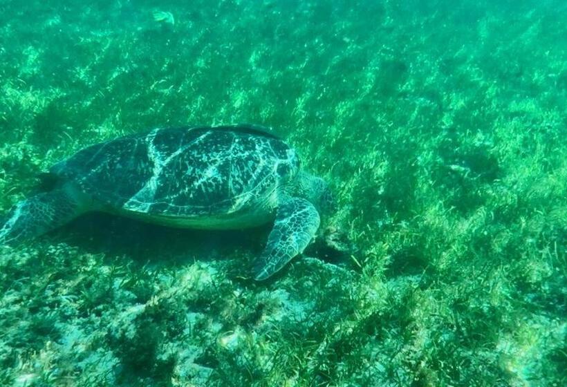 酒店 Alibaba Bungalows