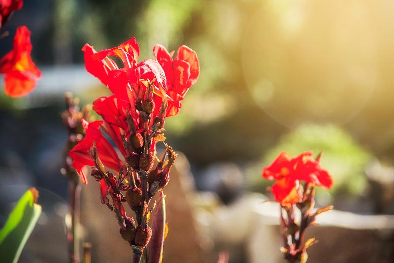 هتل Le Foyer Colca