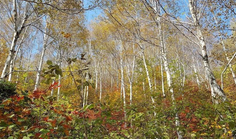 Hwaya Mountain Pension