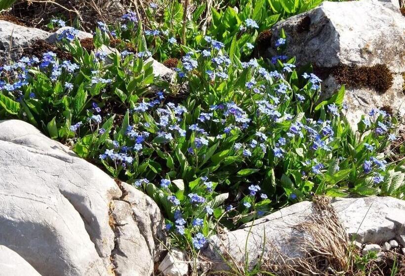 פנסיון Haus Bergkranz