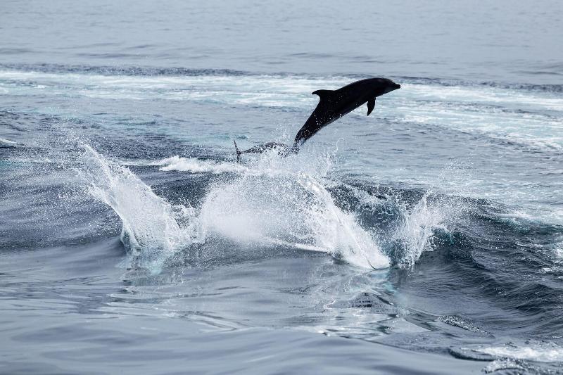 Villa Escalesia Galapagos