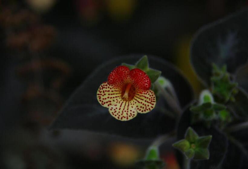 Finca Hotel El Palmar