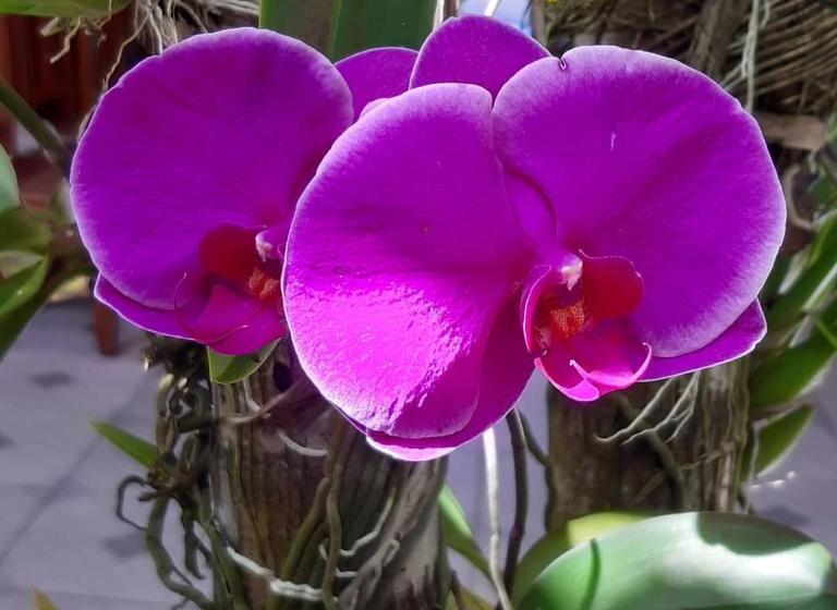 בית מלון כפרי Areia Do Atlantico