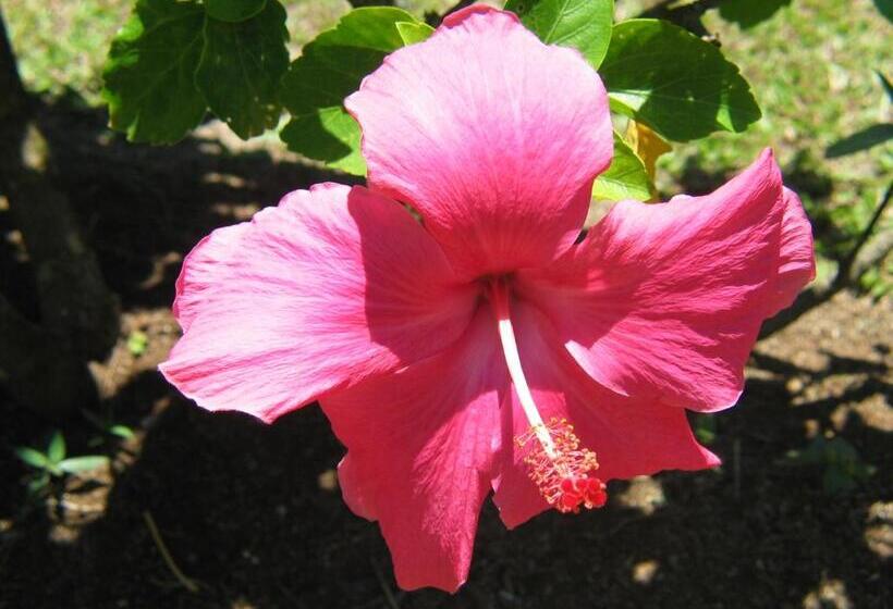 Sunhaven Beach Bungalows