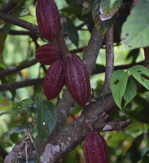 פונדק Finca San Rafael   Cafe Y Cacao