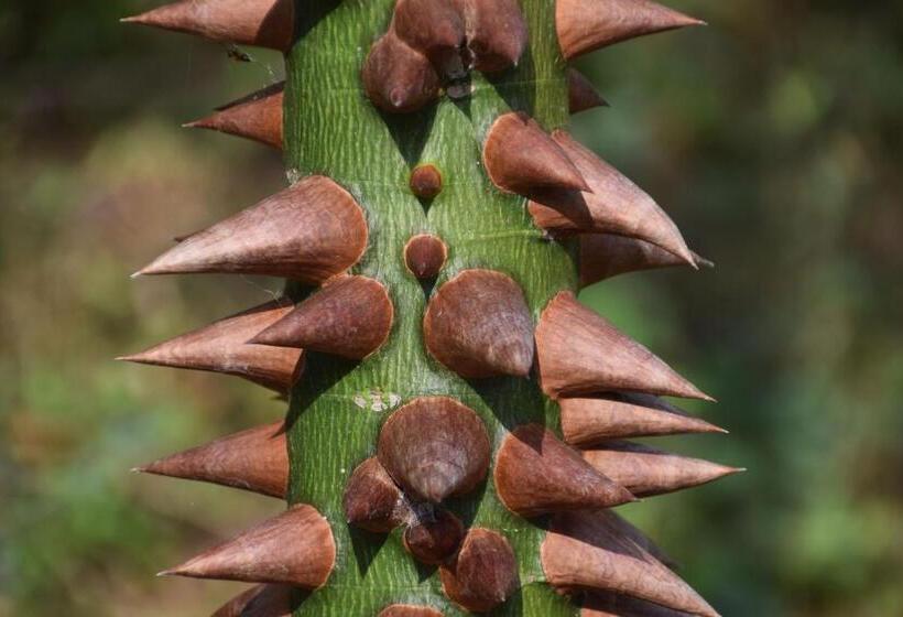 مسافرخانه Finca San Rafael   Cafe Y Cacao
