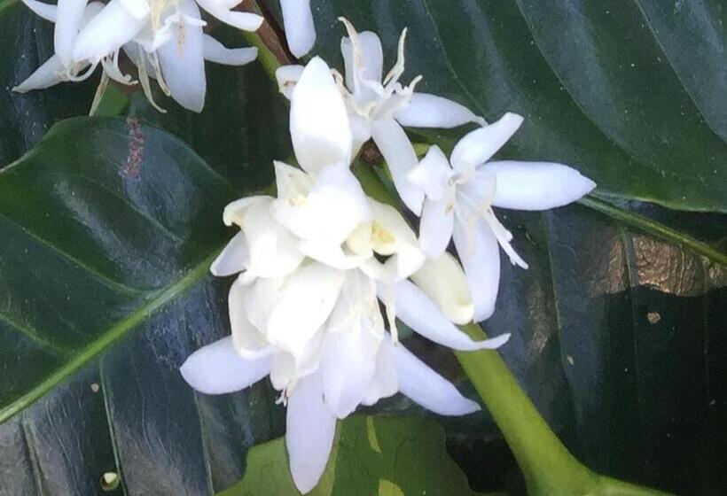 مسافرخانه Finca San Rafael   Cafe Y Cacao