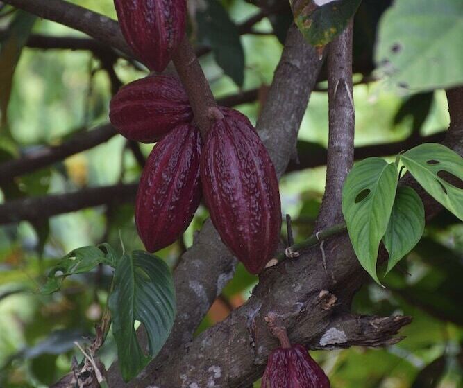 פונדק Finca San Rafael   Cafe Y Cacao