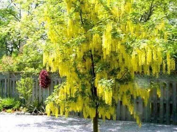 Antique Slumber Old Town Bed & Breakfast