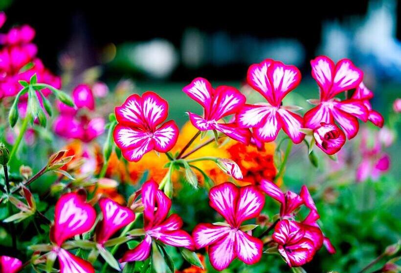 酒店 Albrechtshof Gohrisch