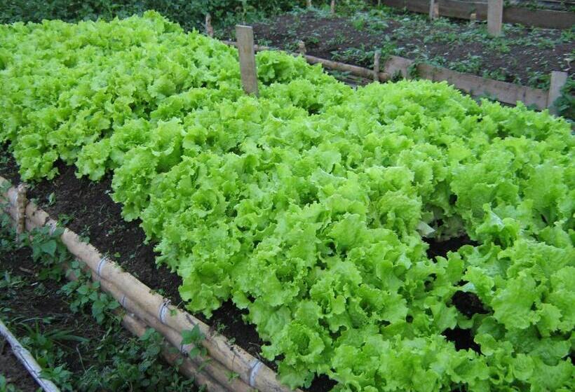 בית מלון כפרי San Agustin Internacional