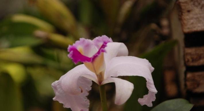 בית מלון כפרי San Agustin Internacional