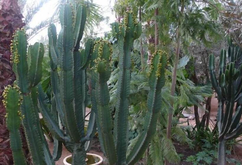 تختخواب و صبحانه Dar Zahia