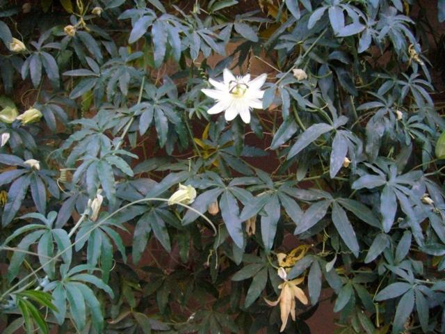 تختخواب و صبحانه Dar Zahia