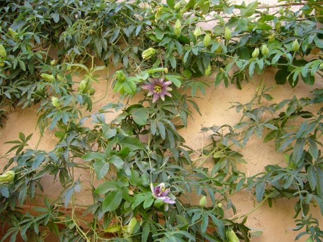 تختخواب و صبحانه Dar Zahia